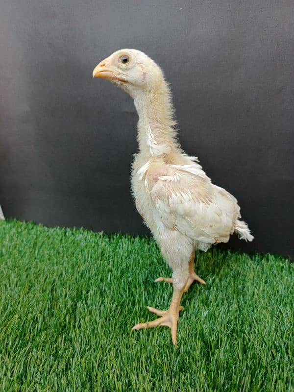 Top quality white shamo chicks available 4