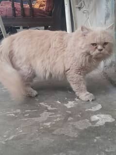 perrisnat male cat