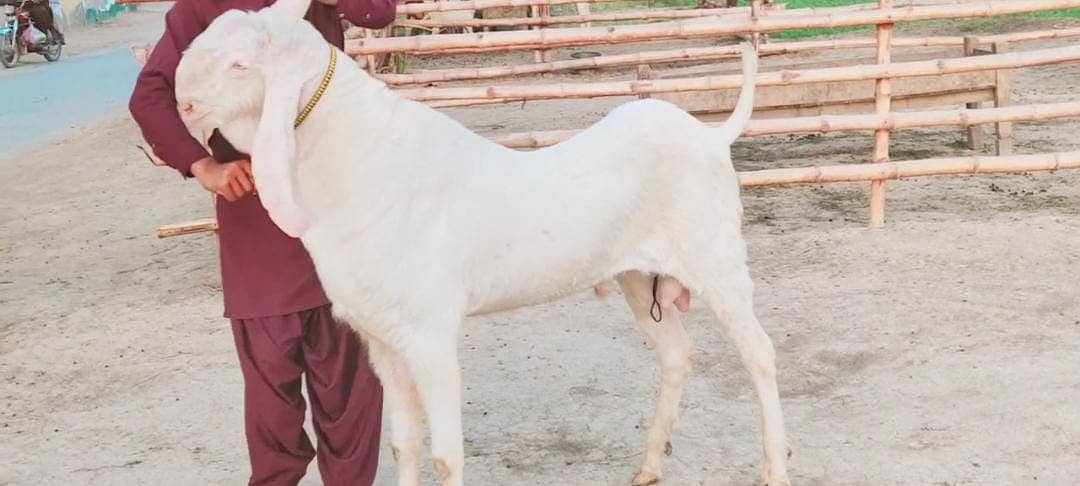 Rajanpuri Bakra For SAlE CALL"'03259242621 1