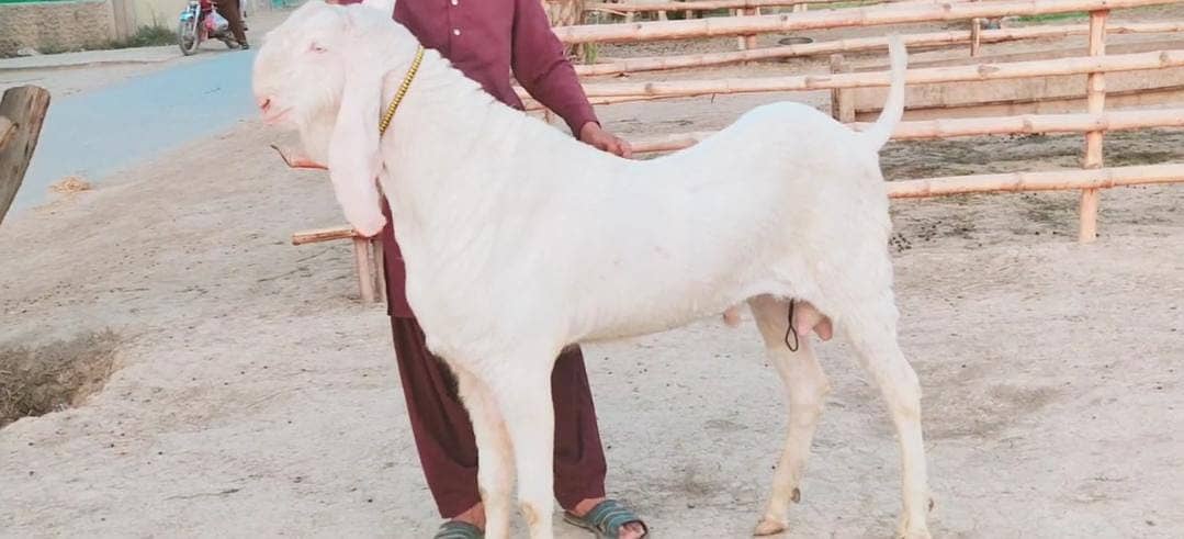 Rajanpuri Bakra For SAlE CALL"'03259242621 3