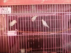 Albino Red eyes Green fisher and Hogo for sale