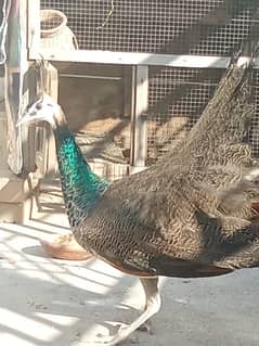 beautiful peacock pair