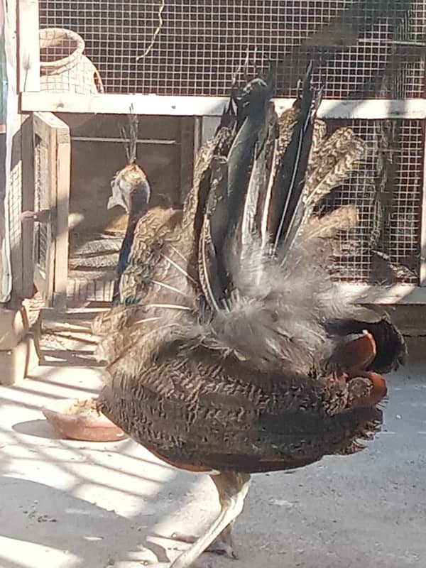 beautiful peacock pair 1