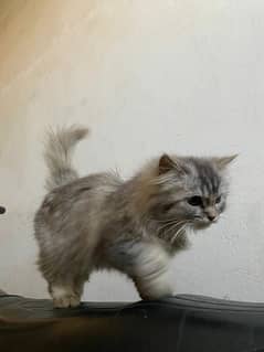 Persian cat female ash Gary