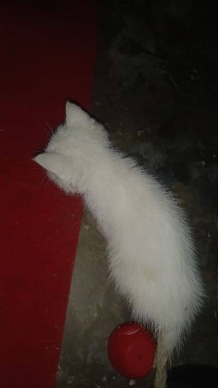 doll face cat baby male for sale 0