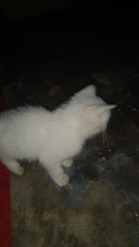 doll face cat baby male for sale 3