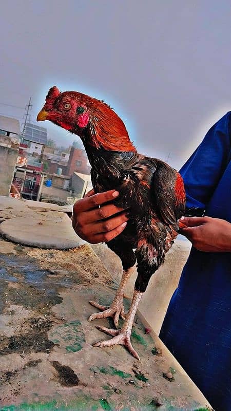 Pakistani Aseel breeder mianwali 1