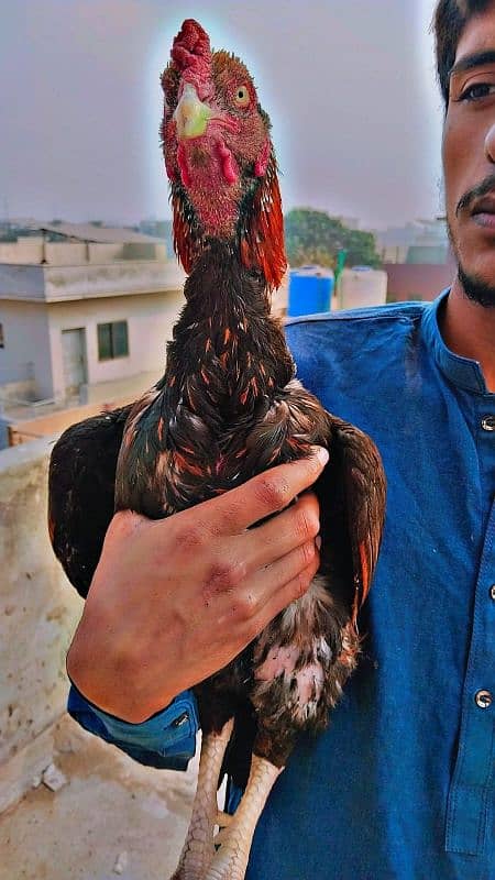 Pakistani Aseel breeder mianwali 2