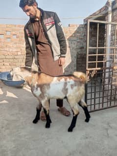 Bakra for sale