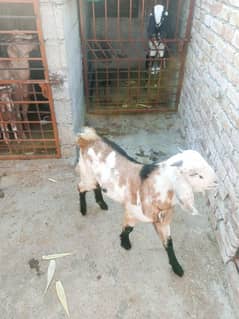 Bakra for sale