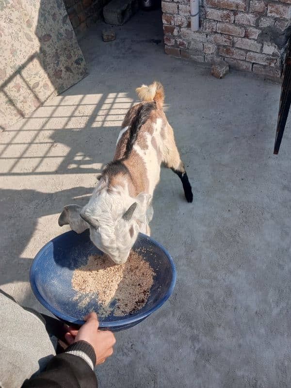 Goat with two male kids & Bakra for sale 5