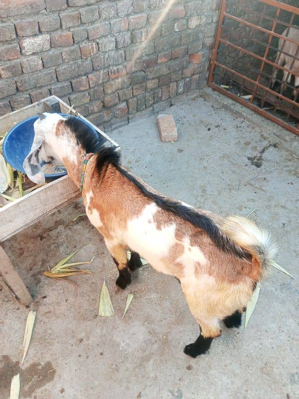 Goat with two male kids & Bakra for sale 6