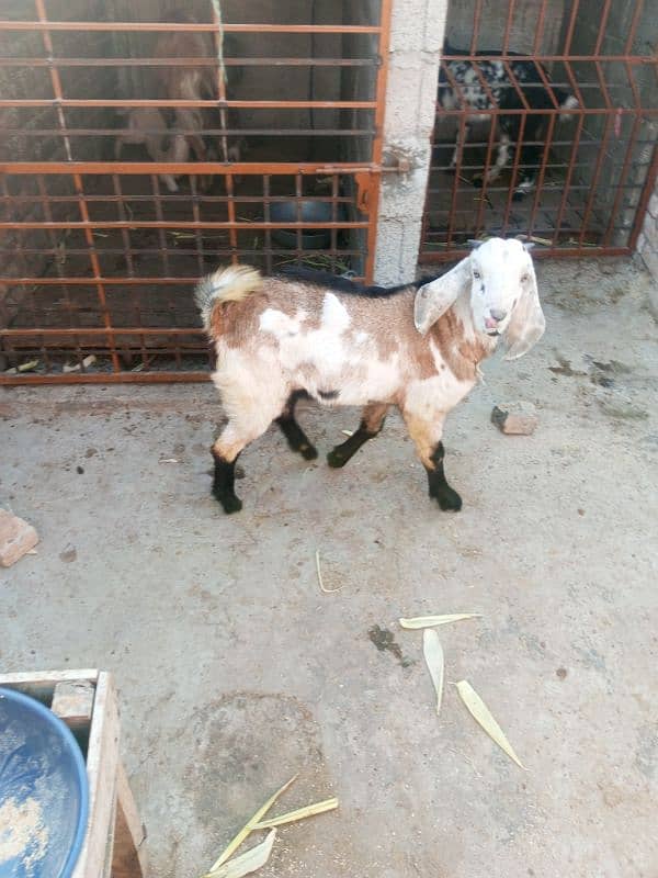 Goat with two male kids & Bakra for sale 7