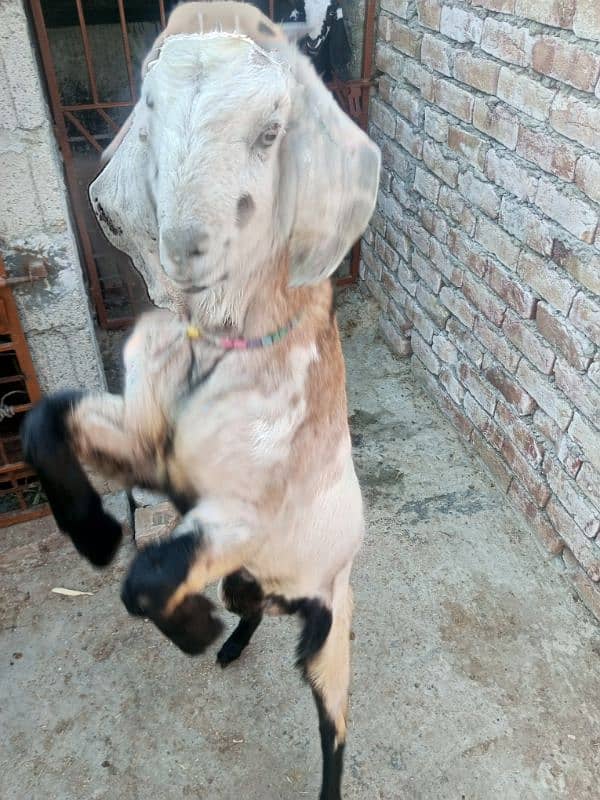 Goat with two male kids & Bakra for sale 8