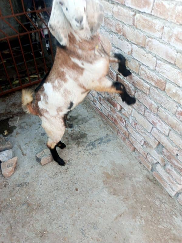 Goat with two male kids & Bakra for sale 9