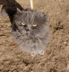 longhair Cat