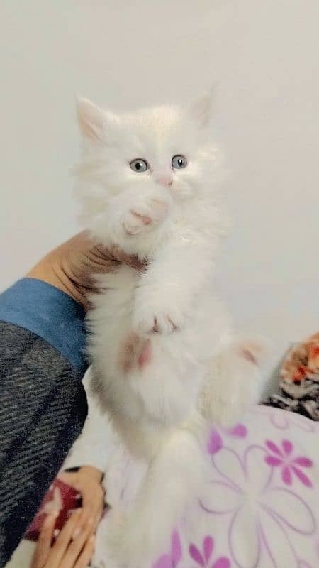 Persian kittens for sale 0