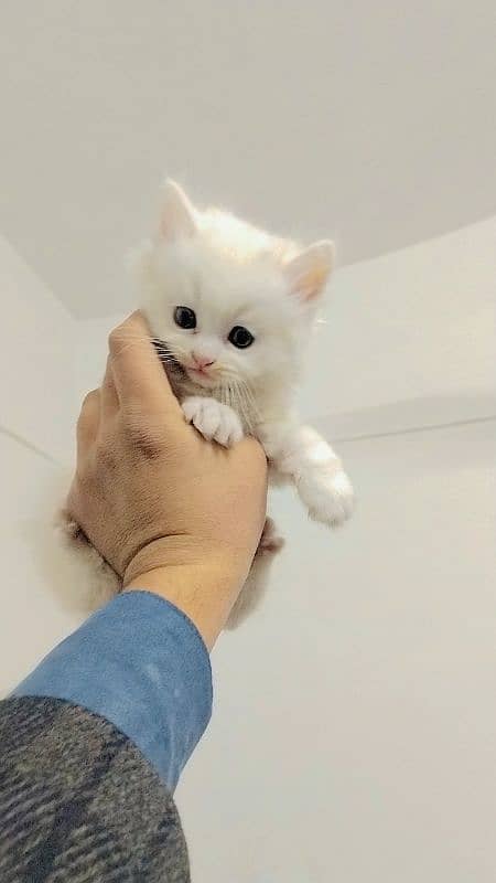 Persian kittens for sale 1