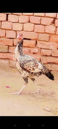 Aseel mianwali hen