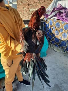 Aseel birds Expensive Breed