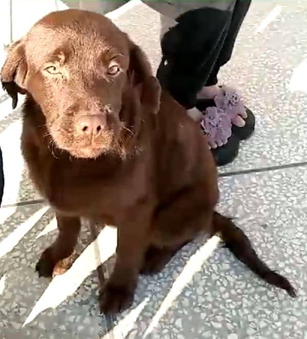 Labrador 2