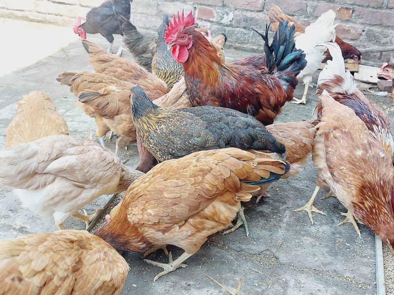 Golden Misri Hens  For sale 0