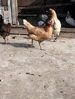 Golden Misri Hens  For sale 1