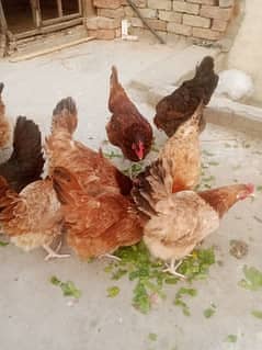 Golden Misri Hens  For sale 2