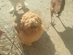 fancy hens egg. golden,blue, whitebuff female white golden male