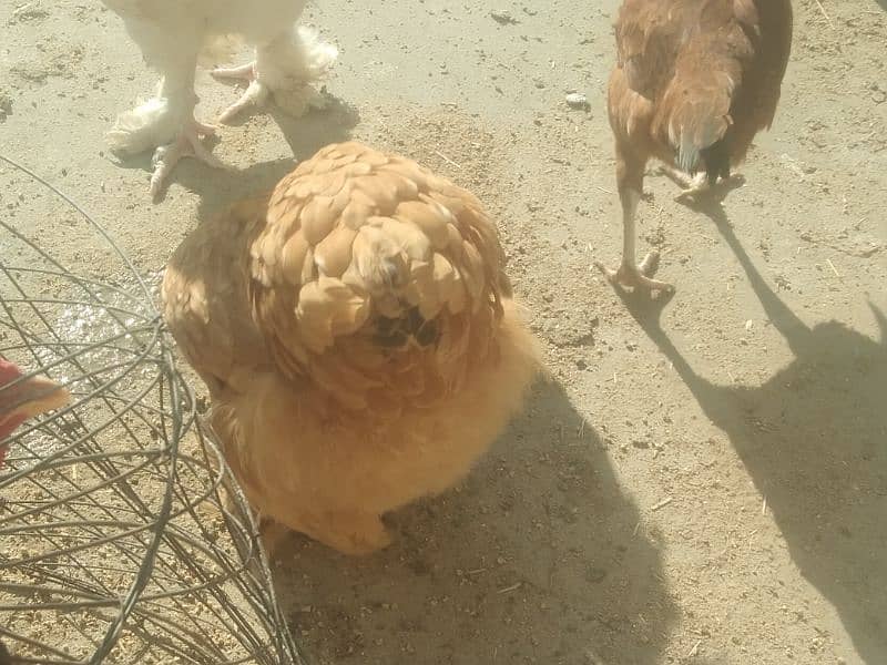 fancy hens egg. golden,blue, whitebuff female white golden male 0