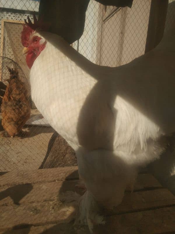 fancy hens egg. golden,blue, whitebuff female white golden male 3