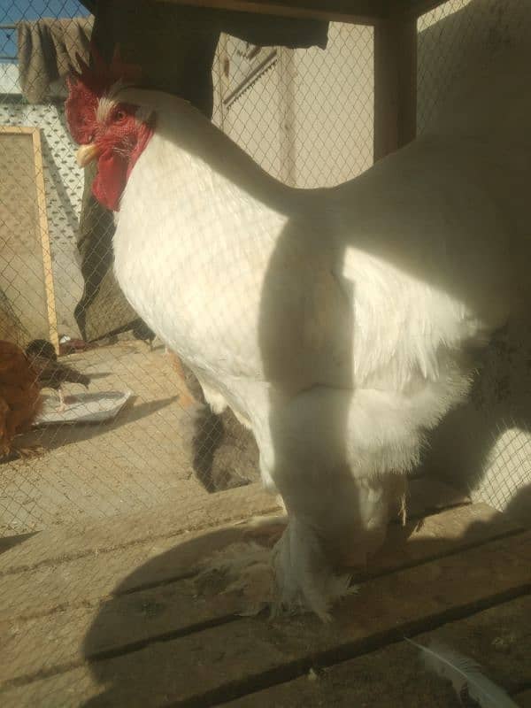 fancy hens egg. golden,blue, whitebuff female white golden male 4