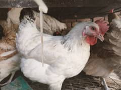 Egg Laying 8 Hens For sale