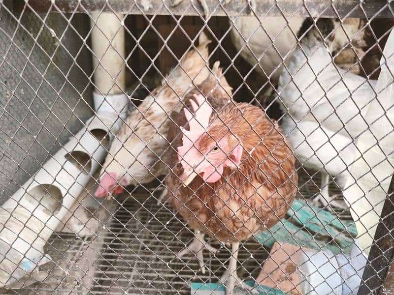 Egg Laying 8 Hens For sale 2