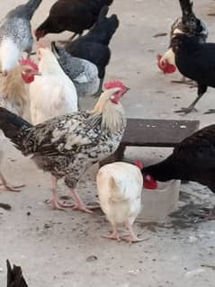 desi hens