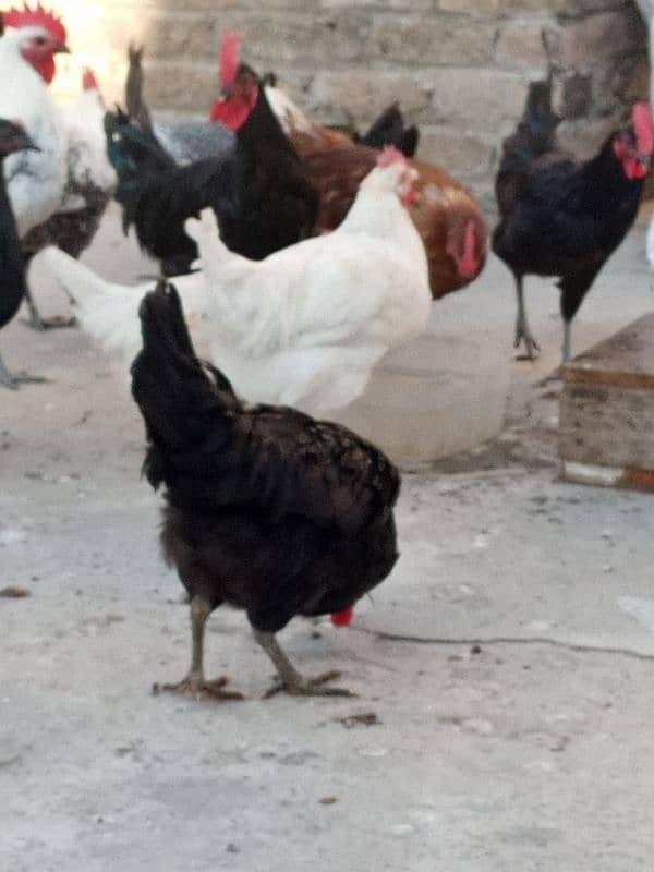 desi hens 1