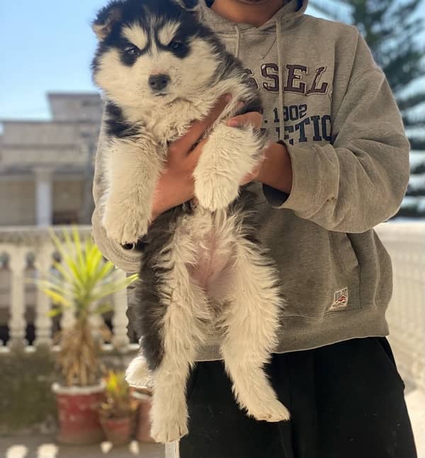 siberian  husky 0