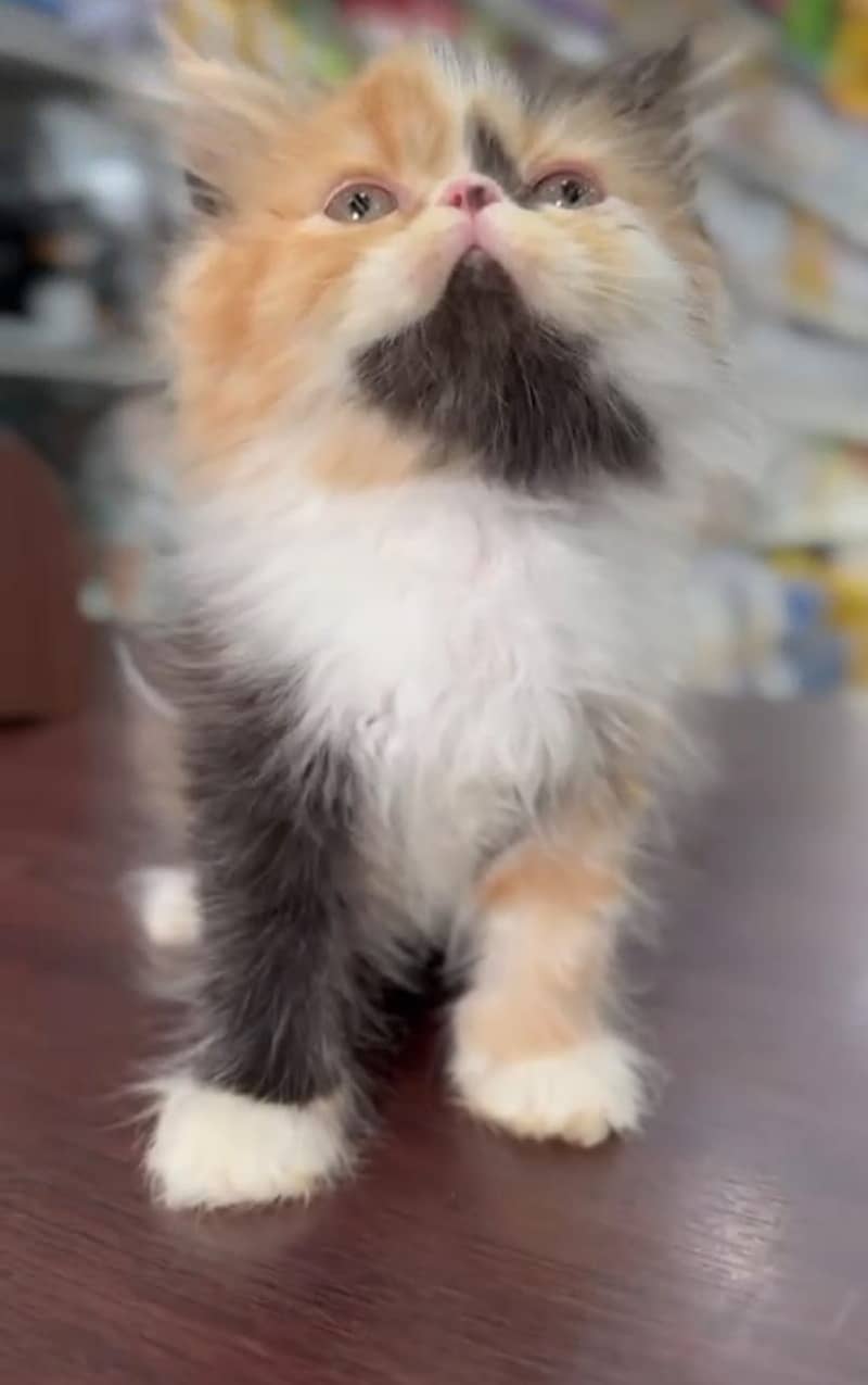 Persian | Tripple Coat | Fluffy | Cute face | Blue eye | kitten | Cat 3