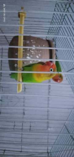 love bird ready to first breed 03075655885