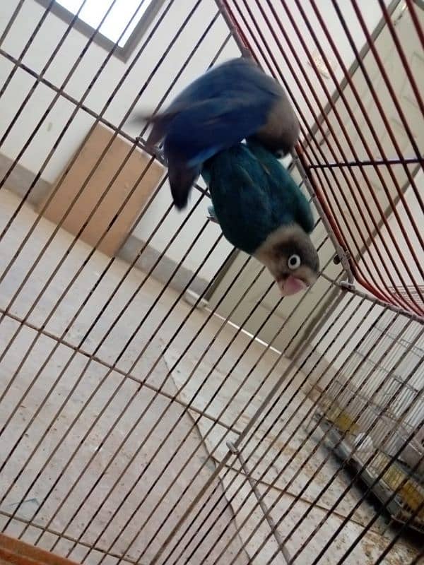 love birds pair for sale age 1.5 years 5