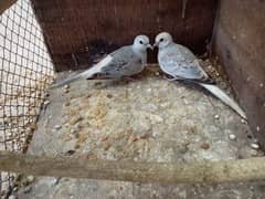 china dove ,bugies male