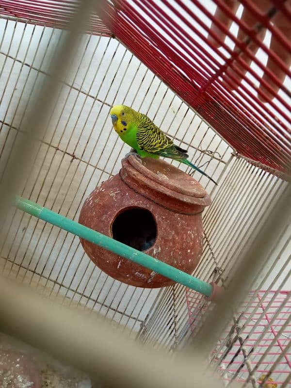 ,bugies male, cocktail or lovebird breeding box 2