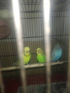 Split Exhibition Breeder pair