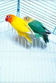 parblue /eno × lutino personata red eye love bird