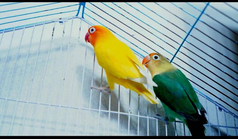 parblue /eno × lutino personata red eye love bird 1