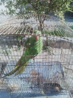 parrot