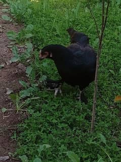 Black Hen مرغی