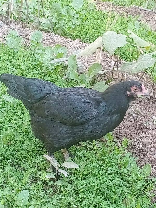 Black Hen مرغی 1