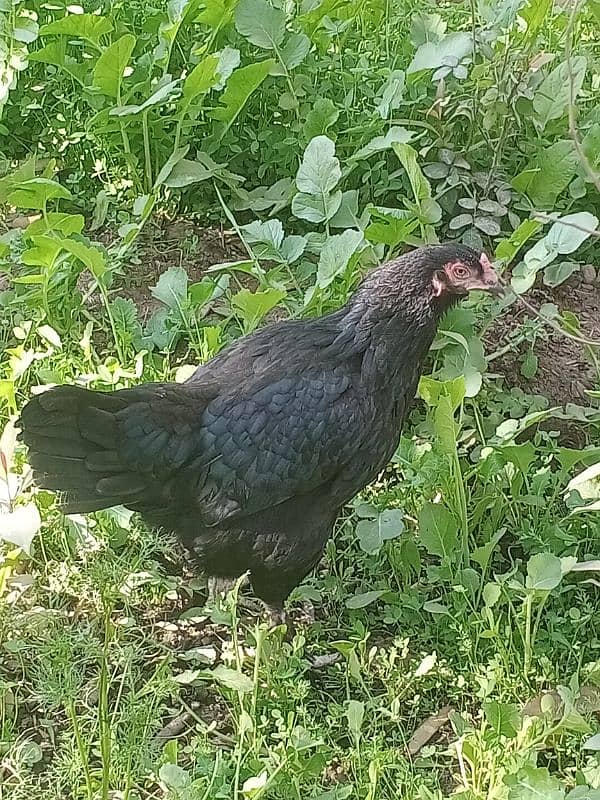 Black Hen مرغی 2