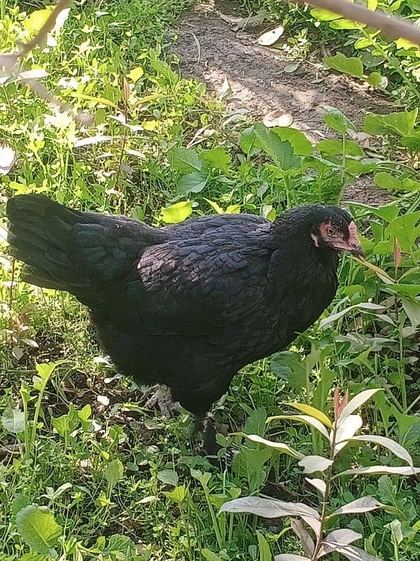 Black Hen مرغی 3